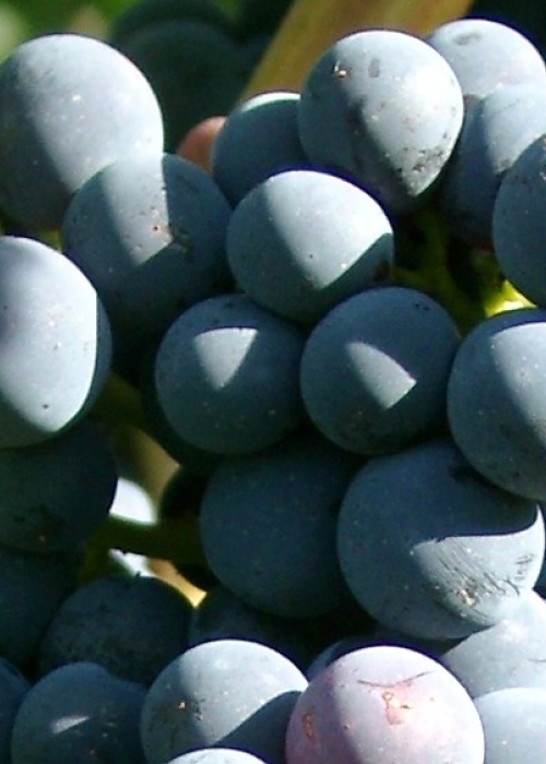 Cabernet Carol Beeren 1